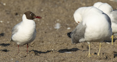 Chroicocephalus ridibundus
