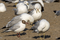 Chroicocephalus ridibundus