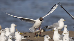 Chroicocephalus ridibundus