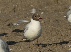 Chroicocephalus ridibundus