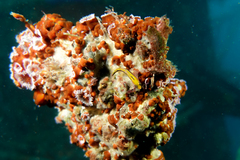 Forsterygion maryannae
