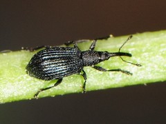 Stenopterapion meliloti