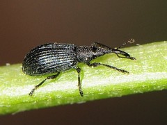 Stenopterapion meliloti