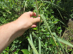 Stenanthium leimanthoides