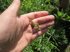 Stenanthium leimanthoides