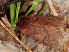 Phragmatobia assimilans