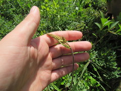 Stenanthium leimanthoides