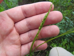 Carex arctata