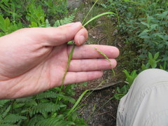 Carex arctata