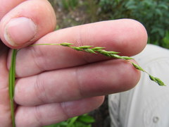 Carex arctata