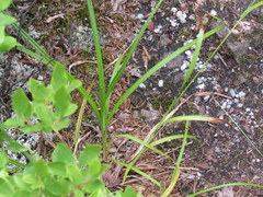 Carex arctata