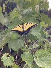 Papilio multicaudata