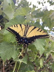 Papilio multicaudata