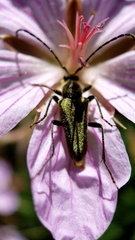 Lepturobosca chrysocoma