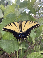 Papilio multicaudata