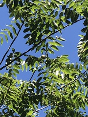 Juglans hirsuta