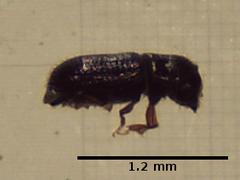 Hemicryphalus argutus