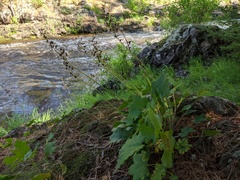 Heuchera richardsonii