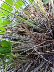 Heuchera richardsonii