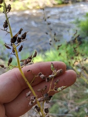 Heuchera richardsonii