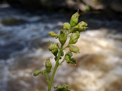 Heuchera richardsonii
