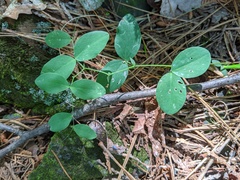 Lathyrus ochroleucus