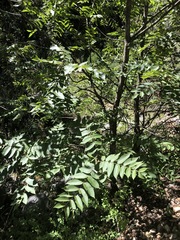 Juglans hirsuta