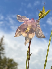 Aquilegia coerulea
