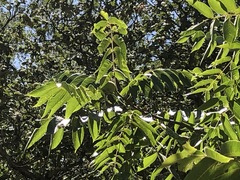 Juglans hirsuta