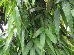Polyalthia