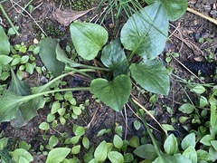 Plantago cordata
