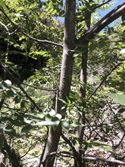 Juglans hirsuta
