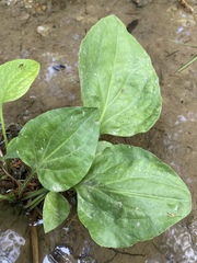 Plantago cordata