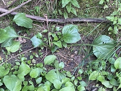 Plantago cordata