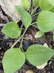 Plantago cordata