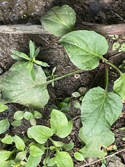 Plantago cordata