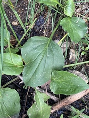 Plantago cordata