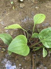 Plantago cordata