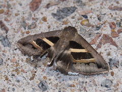 Grammodes geometrica