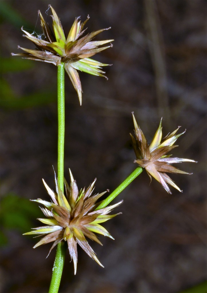 Round Rush Roundhead Rush (G-Z Plantae Families: Cook's Branch Conservancy ...