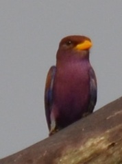 Eurystomus glaucurus