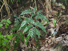 Adiantum fulvum