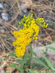 Solidago velutina sparsiflora