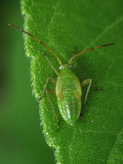 Adelphocoris lineolatus