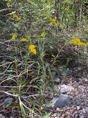 Solidago velutina sparsiflora