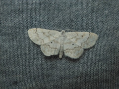 Idaea obfusaria