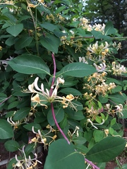 Lonicera caprifolium