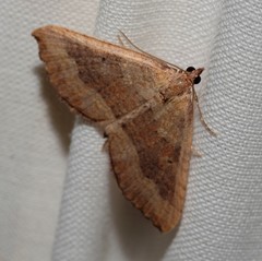 Chrysolarentia trygodes