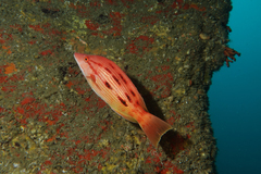 Bodianus unimaculatus