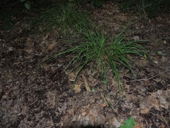 Carex debilis debilis